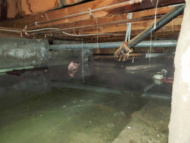 Best Basement water damage restoration  in Osceola Mills, PA